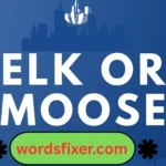 elk or moose
