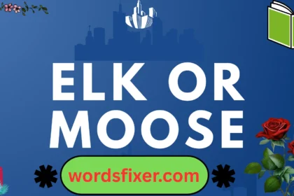 elk or moose