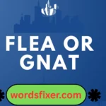 flea or gnat