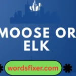 moose or elk