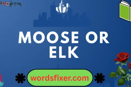 moose or elk