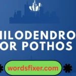 philodendron or pothos